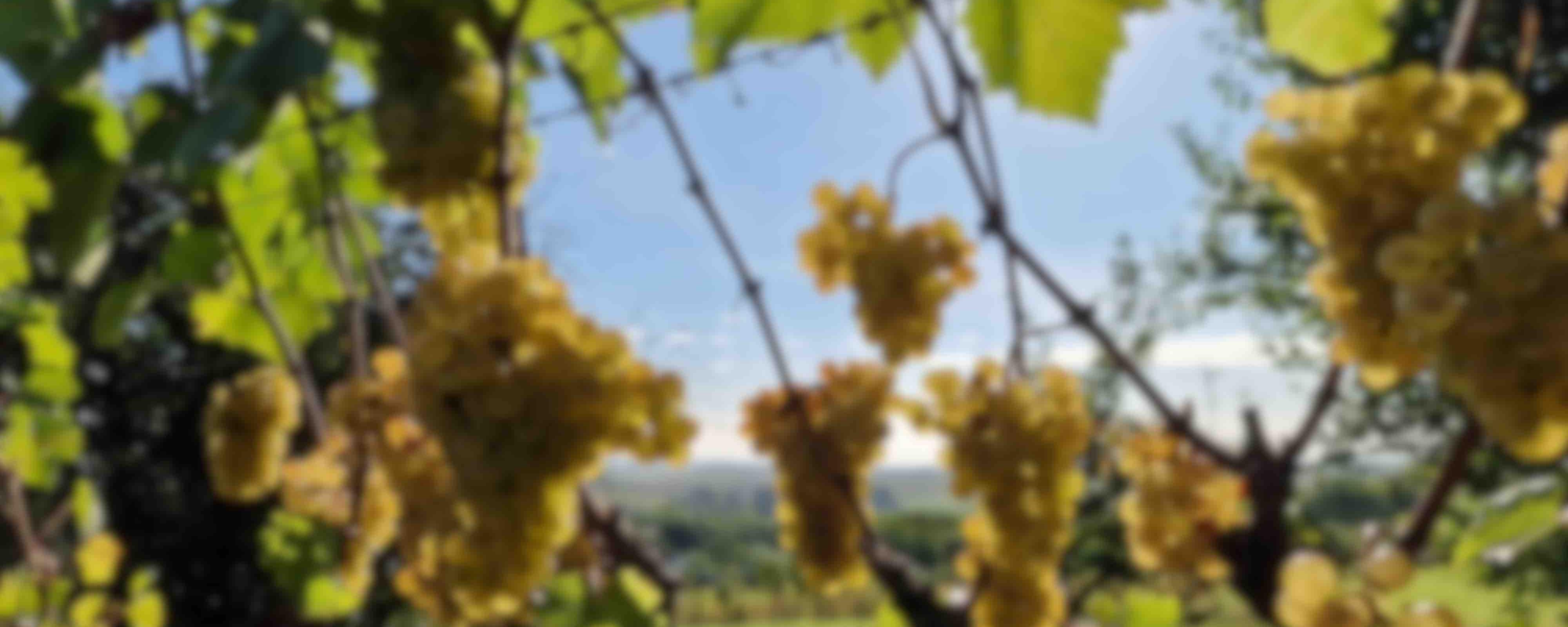 Nagyon Etyek - Anonym Pince