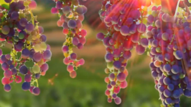 Rejiji Wines
