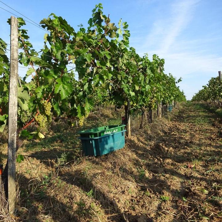 Gallay Kézműves Pince