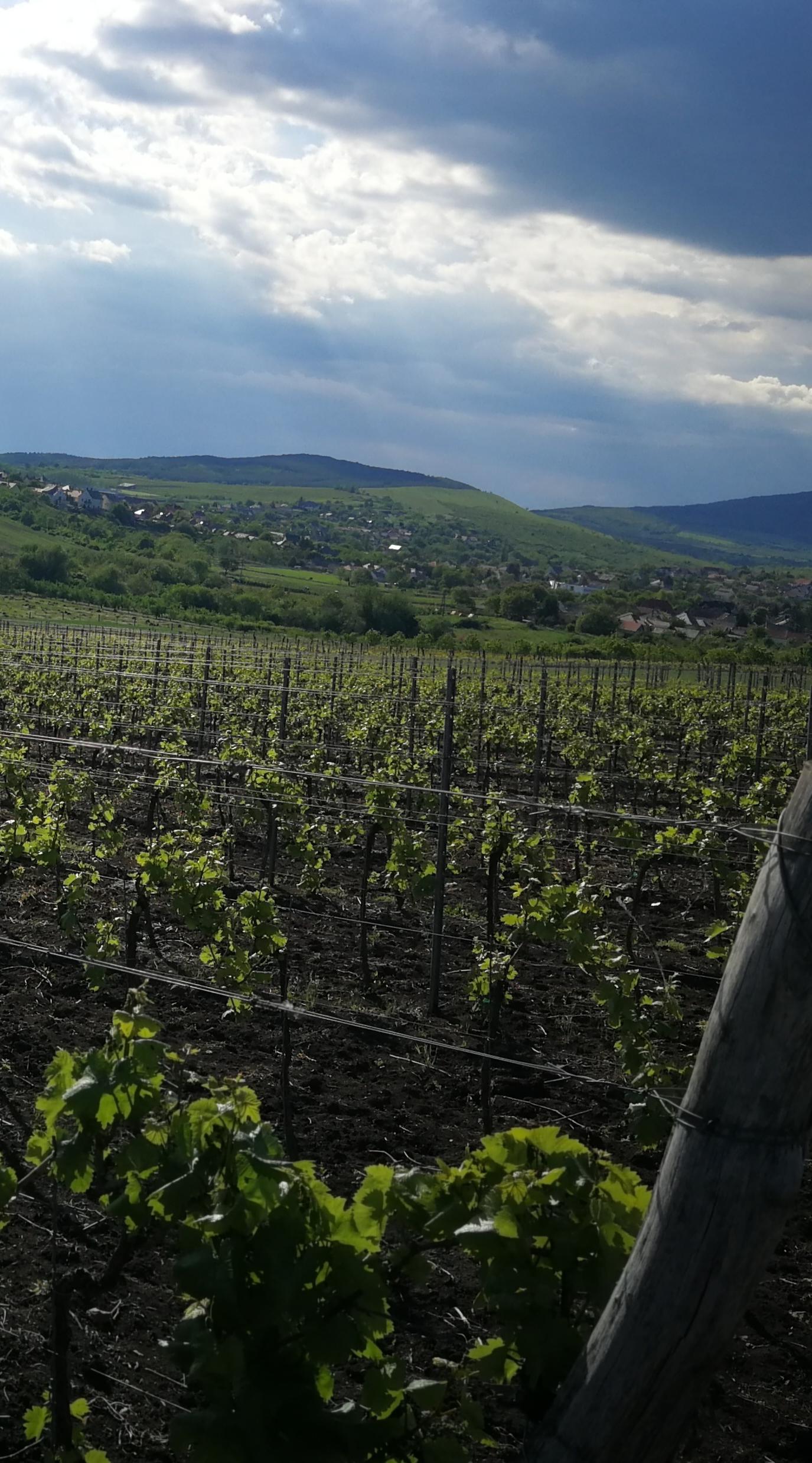 Nyári csomag - GOBRI Pince