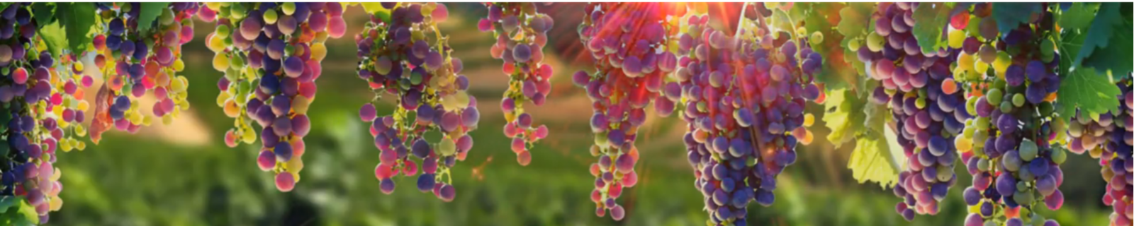 Vedd fel velünk a kapcsolatot!