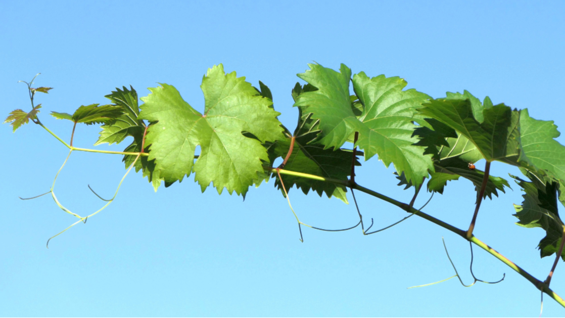 Somló Terroir borcsomag