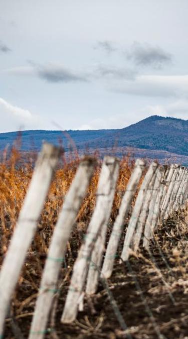 GOBRI's ideas - GOBRI Pince