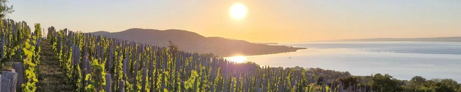 Vedd fel velünk a kapcsolatot!