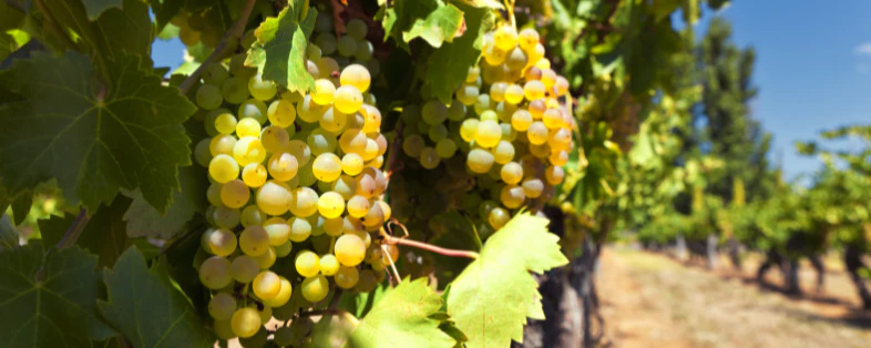 Nagy borok jeles eseményekre - Gallay Kézműves Pince