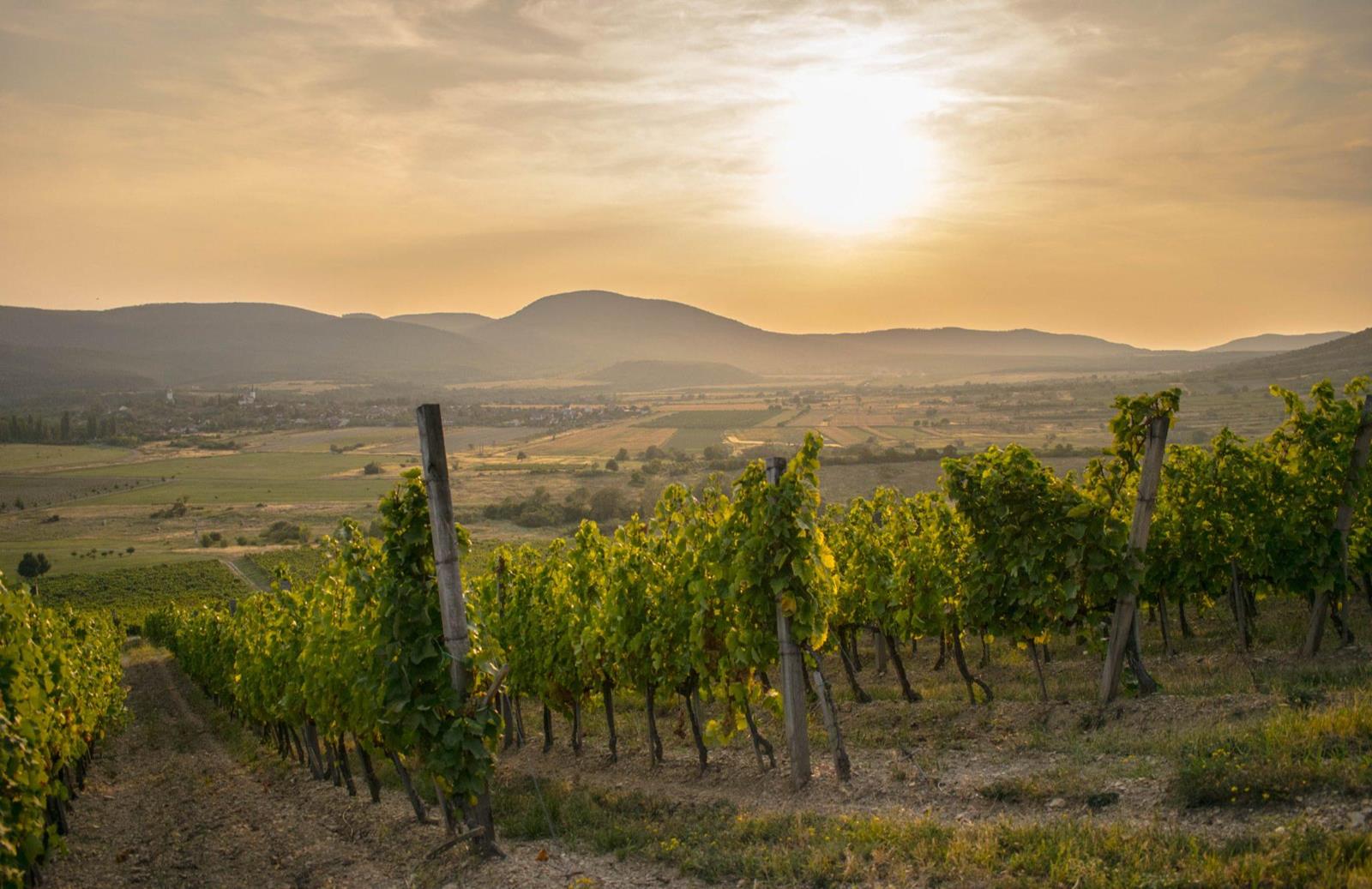 Furmint Február 