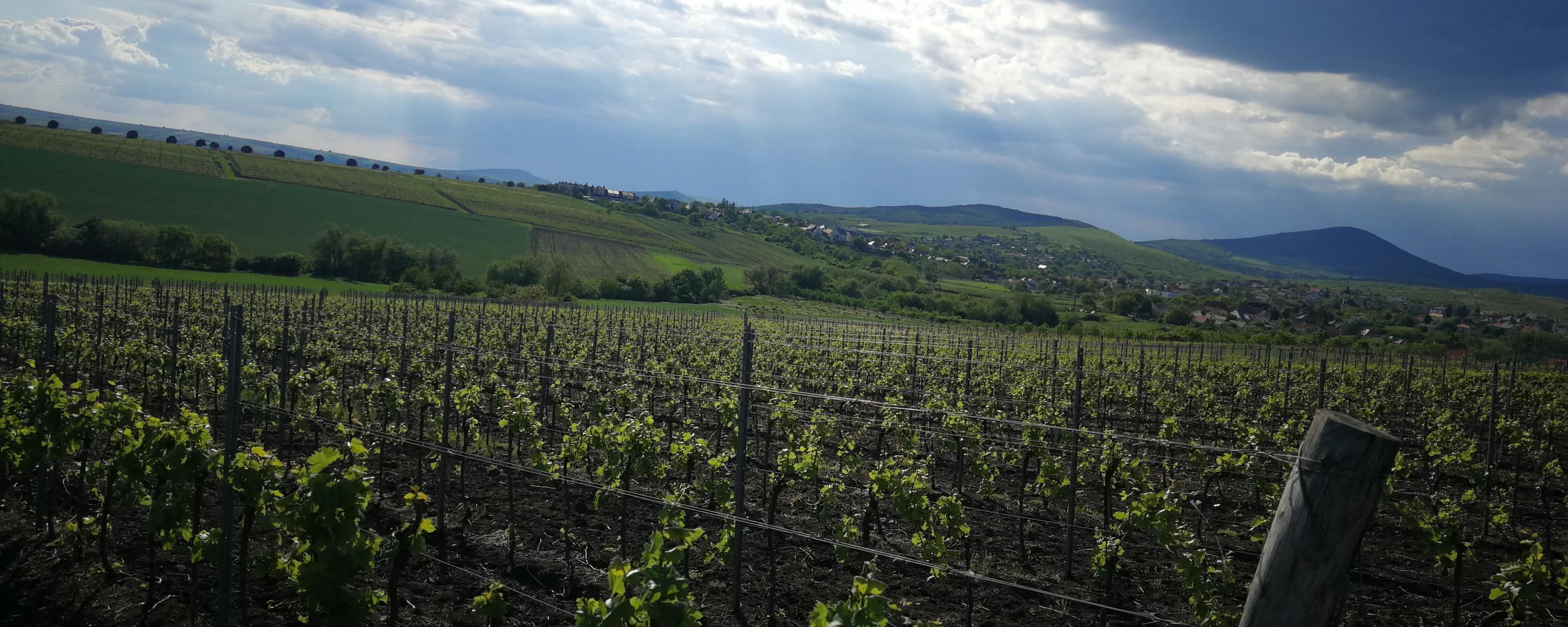 Nyári csomag - GOBRI Pince