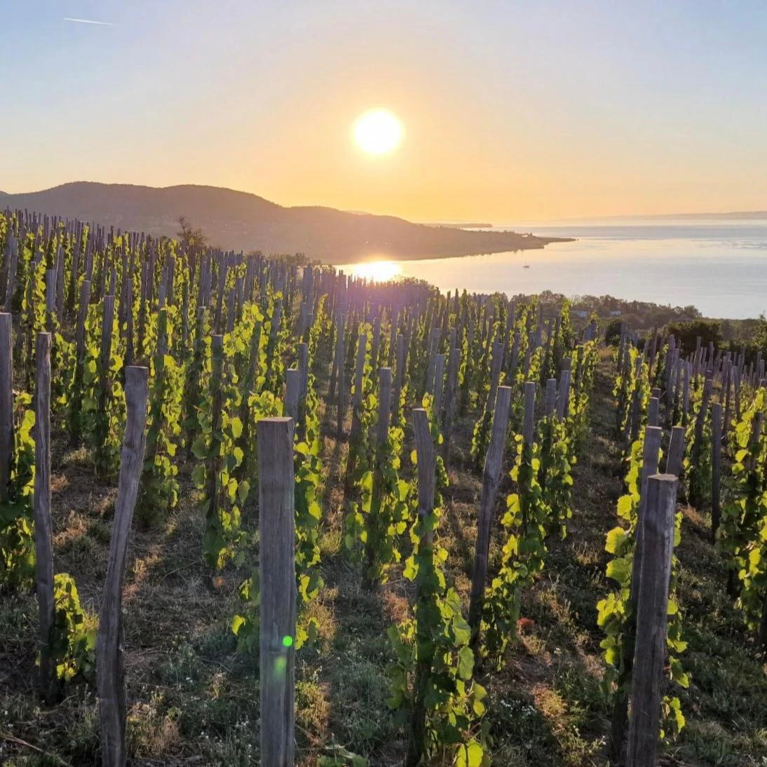 Edvi Illés Badacsony