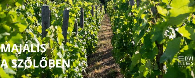 Majális a szőlőben