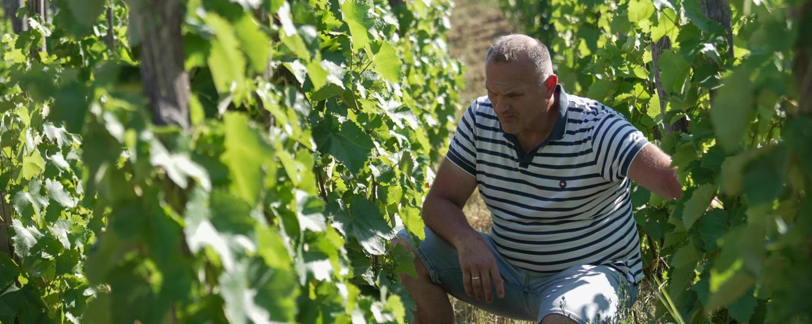 Szőlők között