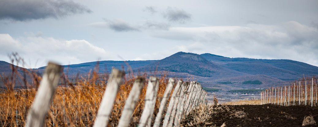 GOBRI's ideas - GOBRI Pince