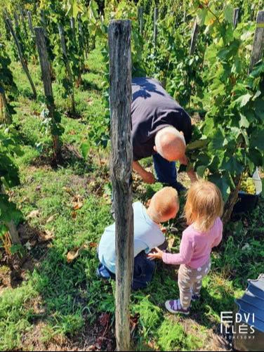 Edvi Illés Badacsony